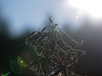 俄罗斯花园上的蜘蛛网图片