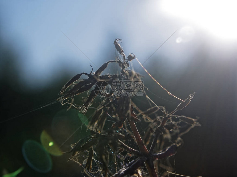 俄罗斯花园上的蜘蛛网图片