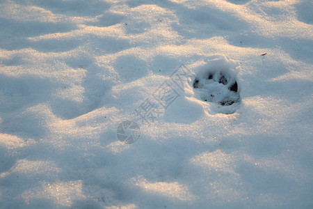 雪地里的动物爪印图片