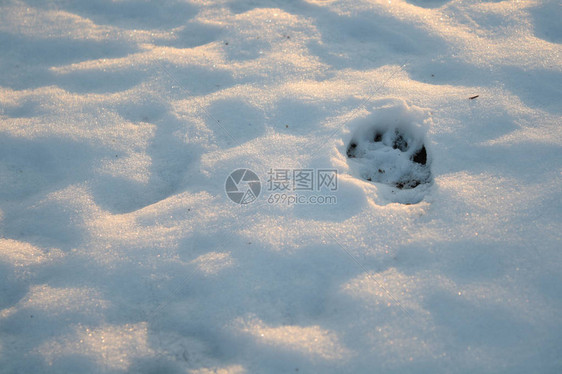 雪地里的动物爪印图片