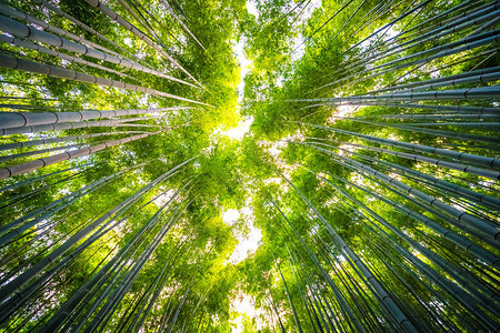 日本京都林中美丽的竹林景色青背景图片