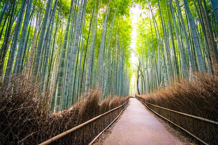 日本京都林中美丽的竹林景色青背景图片