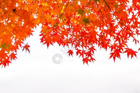 秋季树上美丽的红绿枫叶图片