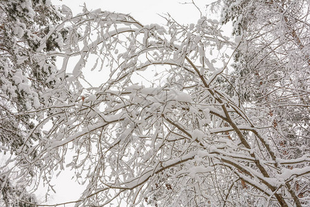 冬季森林自然树木积雪日图片