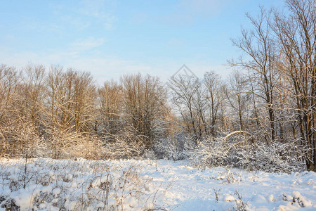 自然冬季森林格罗夫雪中的树图片