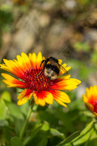 一朵花上一只大黄蜂的特写图片