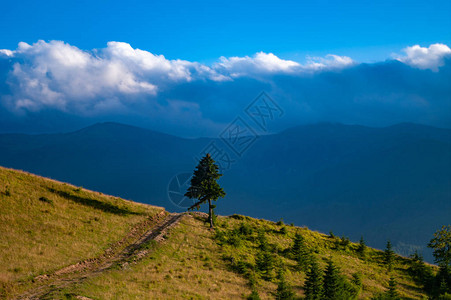 喀尔巴阡山脉夏季的山地草甸图片