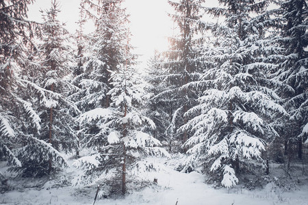 树松云杉在神奇的森林冬日雪林自然新年圣诞节rembling风景冬天背景梦幻般的童话般的神奇景观背景图片