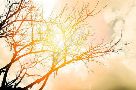 黄橙色天空背景在大自然夏日阳光炎热的干旱地带上树枯底背景图片