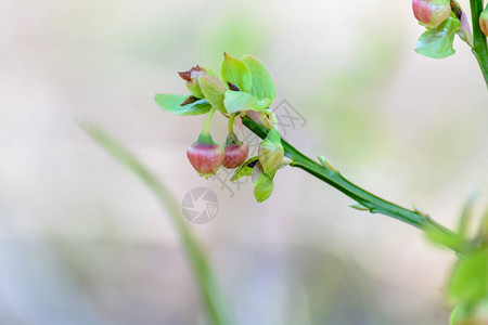 春天树枝上花朵的出现图片