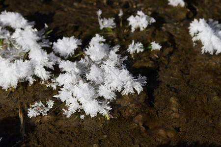 覆盖着白霜的冻草冻水滴图片