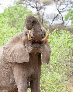 在林地觅食的成年非洲象背景图片