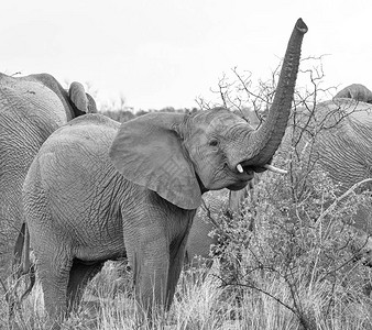 南部非洲草原的非洲少年大象AuntedAfricanEle图片