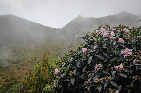 山茶花开着粉的花朵在山的背景下图片