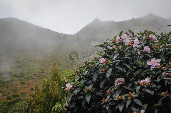 山茶花开着粉的花朵在山的背景下图片