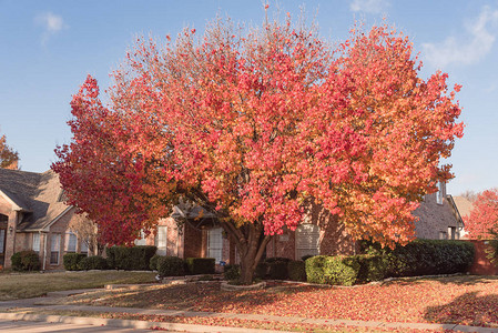 美国得克萨斯州达拉斯附近住宅院舍前草坪上多花彩的落叶日出时布拉德福梨图片