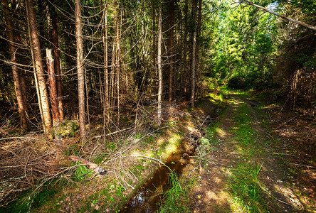 徒步行穿过未知的绿林道路图片