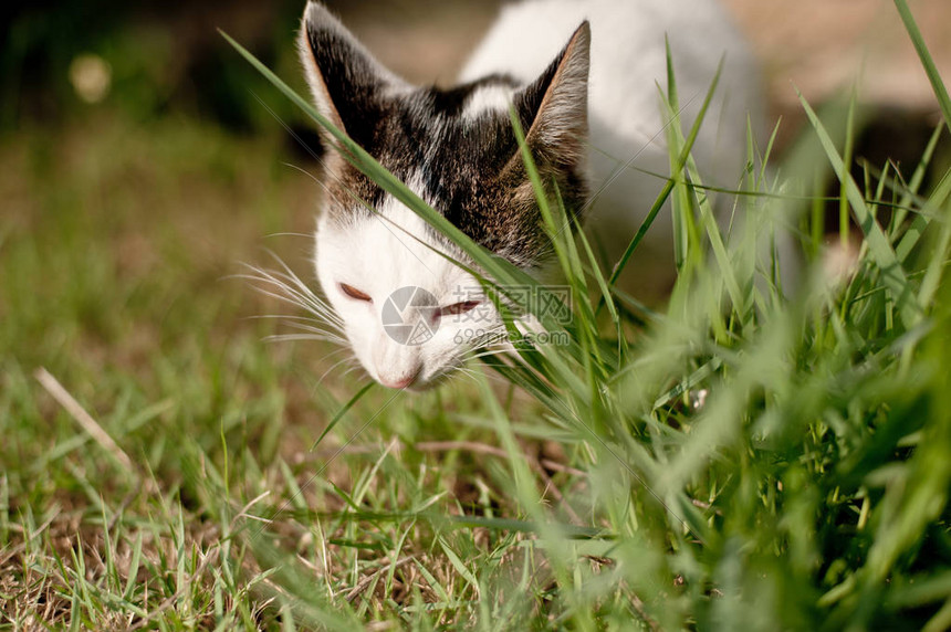 坐着放松的猫白图片