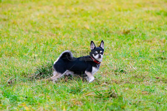 长发吉娃年轻精力充沛的狗走在草地上与狗和谐的关系图片