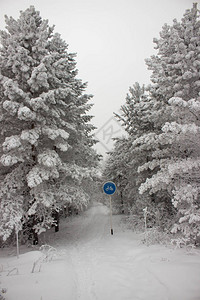 冬天的雪在覆盖森林的白天签署自行车路图片
