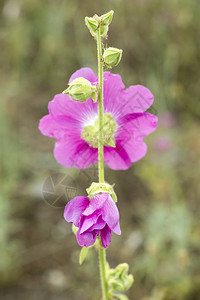 美丽的装饰蜀葵花Althaeaofficinalis在花园里图片