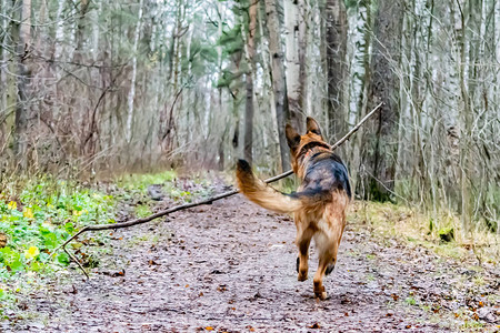 在公园散步的老德国牧羊犬狗听主人的命令与狗的和谐关系图片