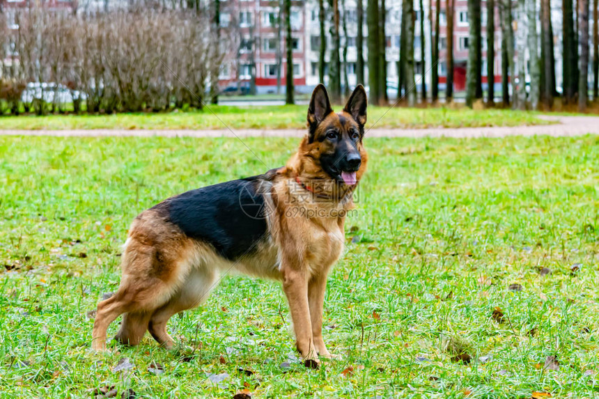 在公园散步的老德国牧羊犬狗听主人的命令与狗的和谐关系图片