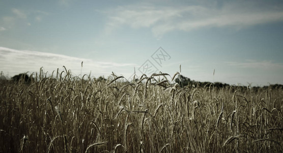 复古色小麦阿根廷潘帕斯草原图片