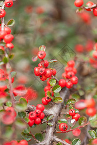 秋天的枸子灌木与红色浆果图片