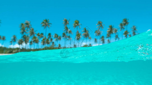 高大的棕榈树和白色的沙滩俯瞰着壮观的翡翠海洋图片