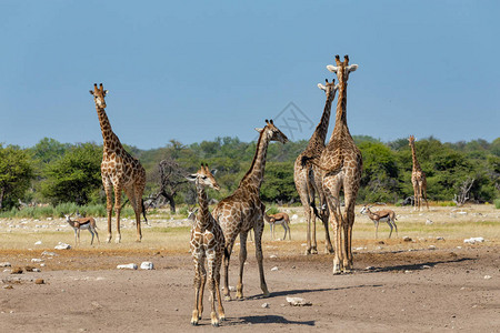 Etosha公园水井上的Giraffe图片