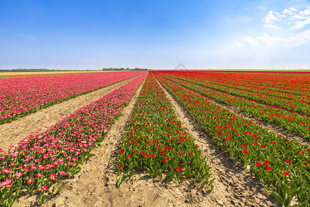由于全球变暖和气候变化导致荷兰郁金香在荷兰弗莱沃兰的花田因干图片