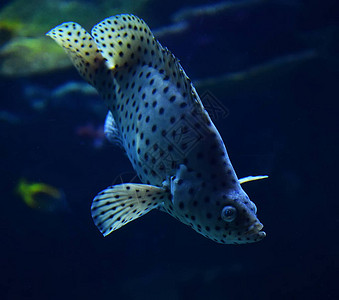 澳洲肺鱼石斑鱼游泳海洋生物水下海洋鱼座头石斑鱼Cromileptesalti图片