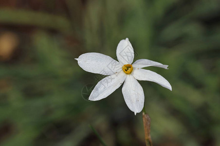 水仙serotinus的花克里特岛图片