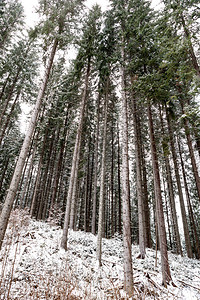 寒冬雪树图片