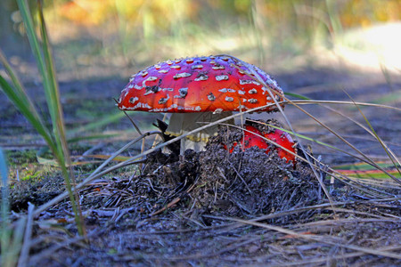 红蘑菇飞木耳野图片