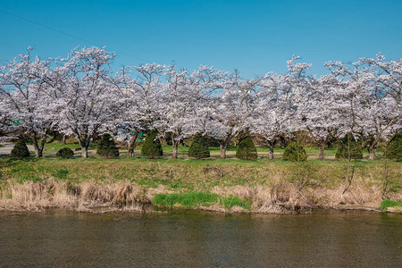 日本高山盛开的樱花图片