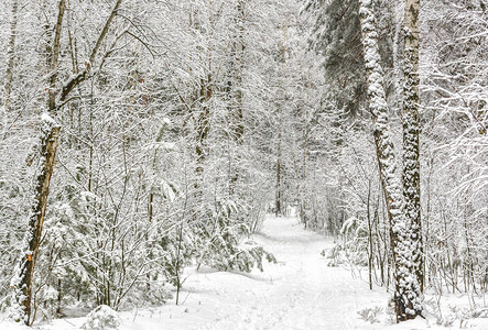 雪林雪中的树木图片