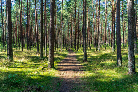 绿色夏月森林中的旅游徒步路线带图片