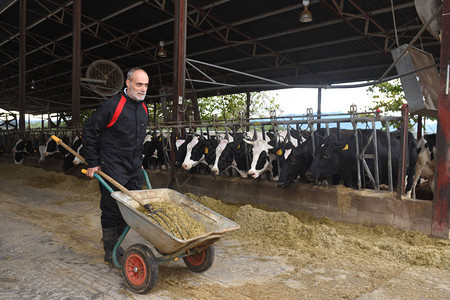与奶牛一起工作的农民图片