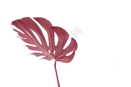 白色背景上的蒙斯特拉粉红色叶子紫色热带叶子蒙斯特拉风格图片