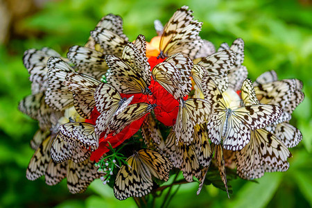 iriomtoe岛的米纸蝴蝶背景图片