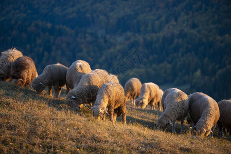 秋季日落时分的羊群图片