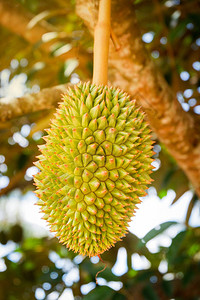 树上榴莲果夏日花园水果榴莲植物树上新鲜的年轻图片