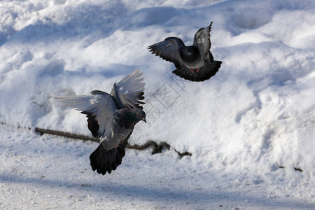 两只鸽子在冬日飞行图片