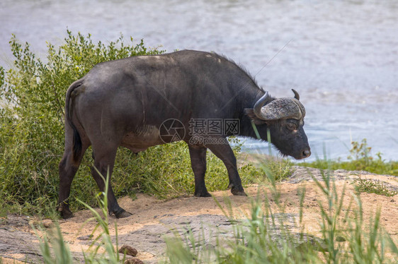 南非克鲁格公园Kruger河岸非洲水牛Cyncurusc图片