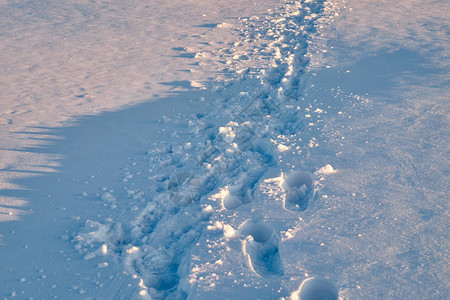 人们的脚在雪地里冬天的早晨图片