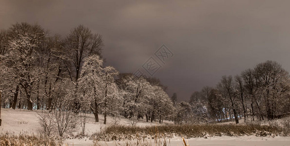在森林背景的寒冬夜里雪花般美丽的冬天夜晚图片