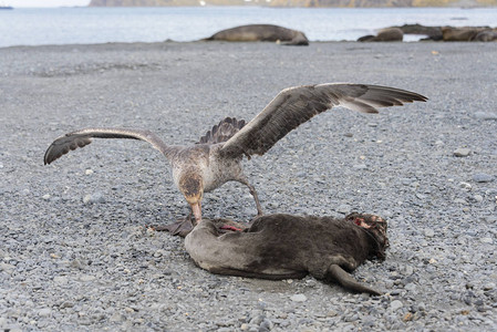 海燕吃死海豹图片素材