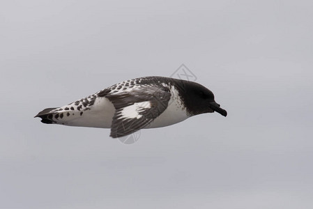 南极海燕ThalassosoicaAntar图片素材